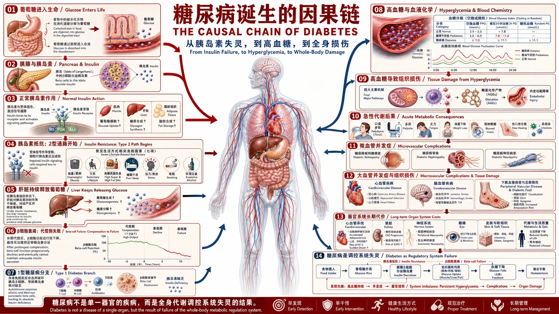 信息图 糖尿病因果链